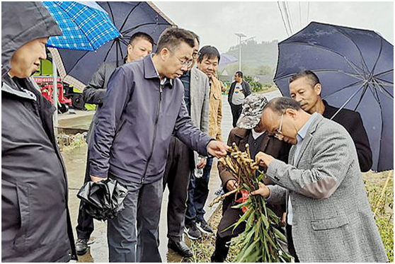 省农科院专家调研姜瘟病情况.png