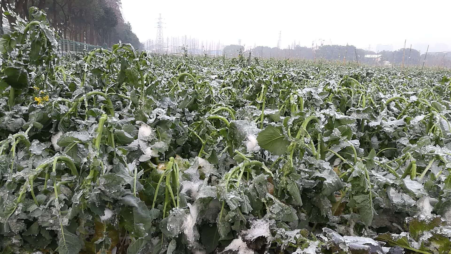 冰雪导致油菜苔茎弯曲与折断.jpg