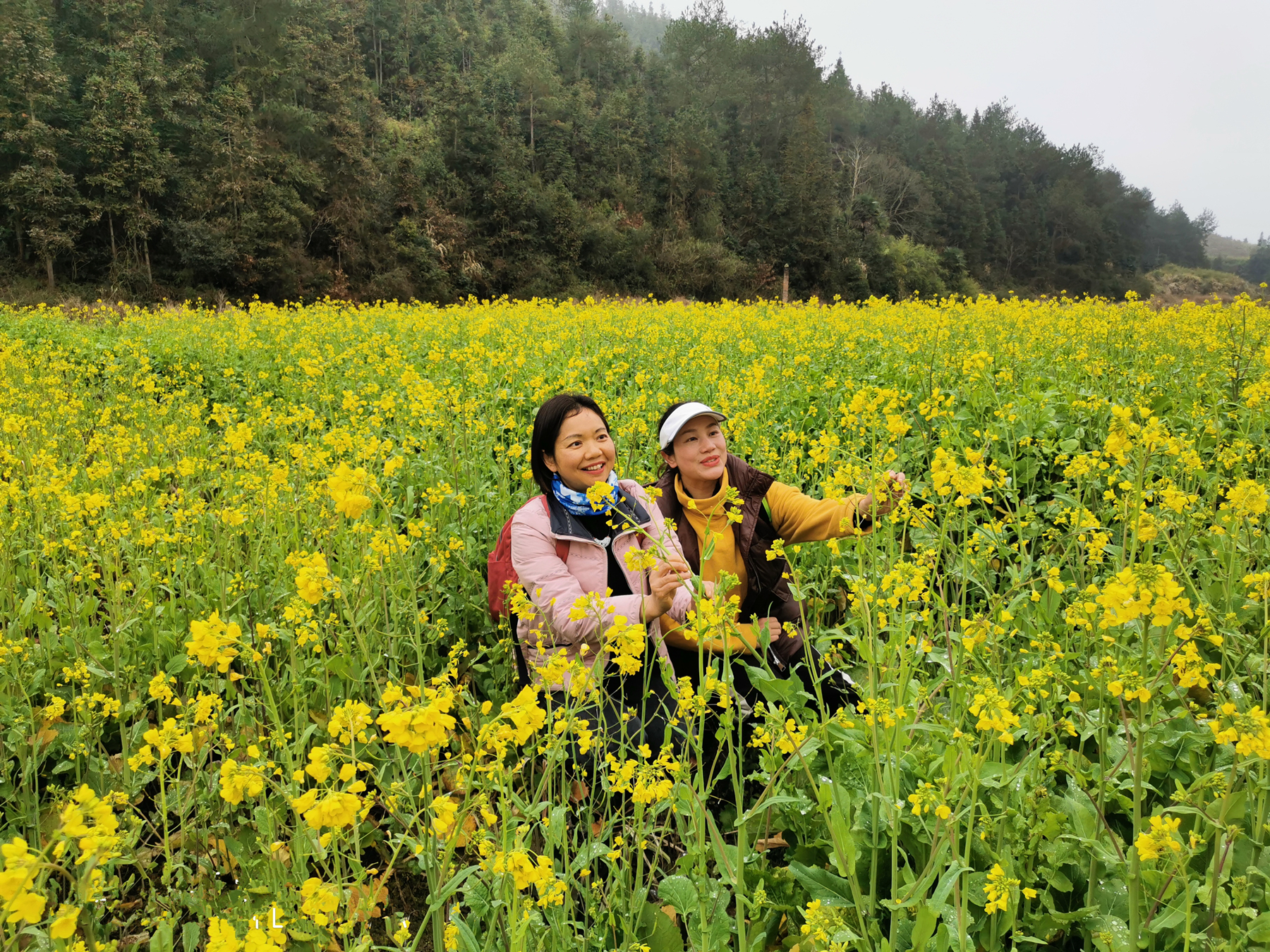 油菜花开游客乐.jpg