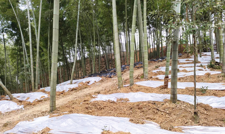 桃江02.jpg