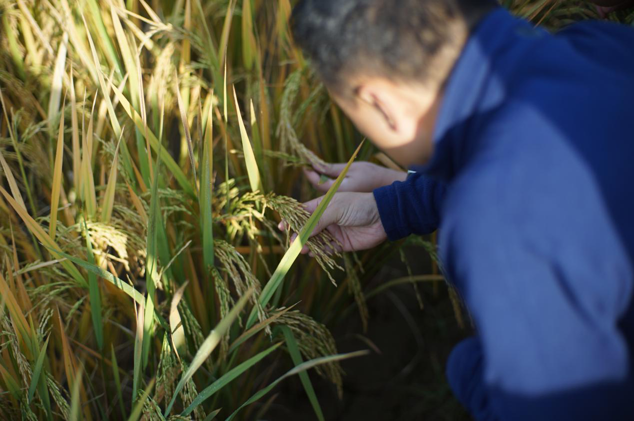 专家田间指导.png