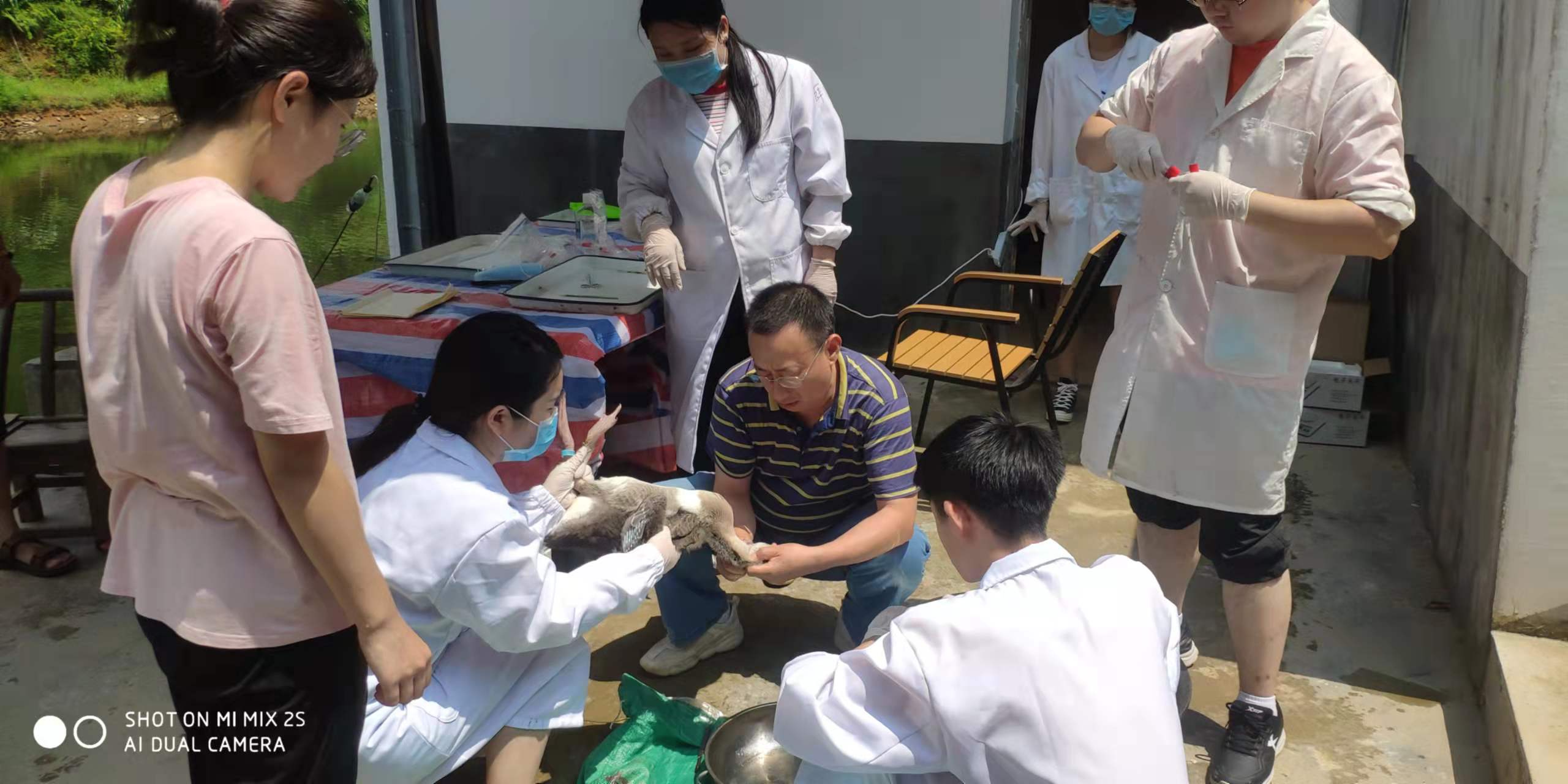 方热军（中）指导研究生开展武冈铜鹅的科学试验.jpg
