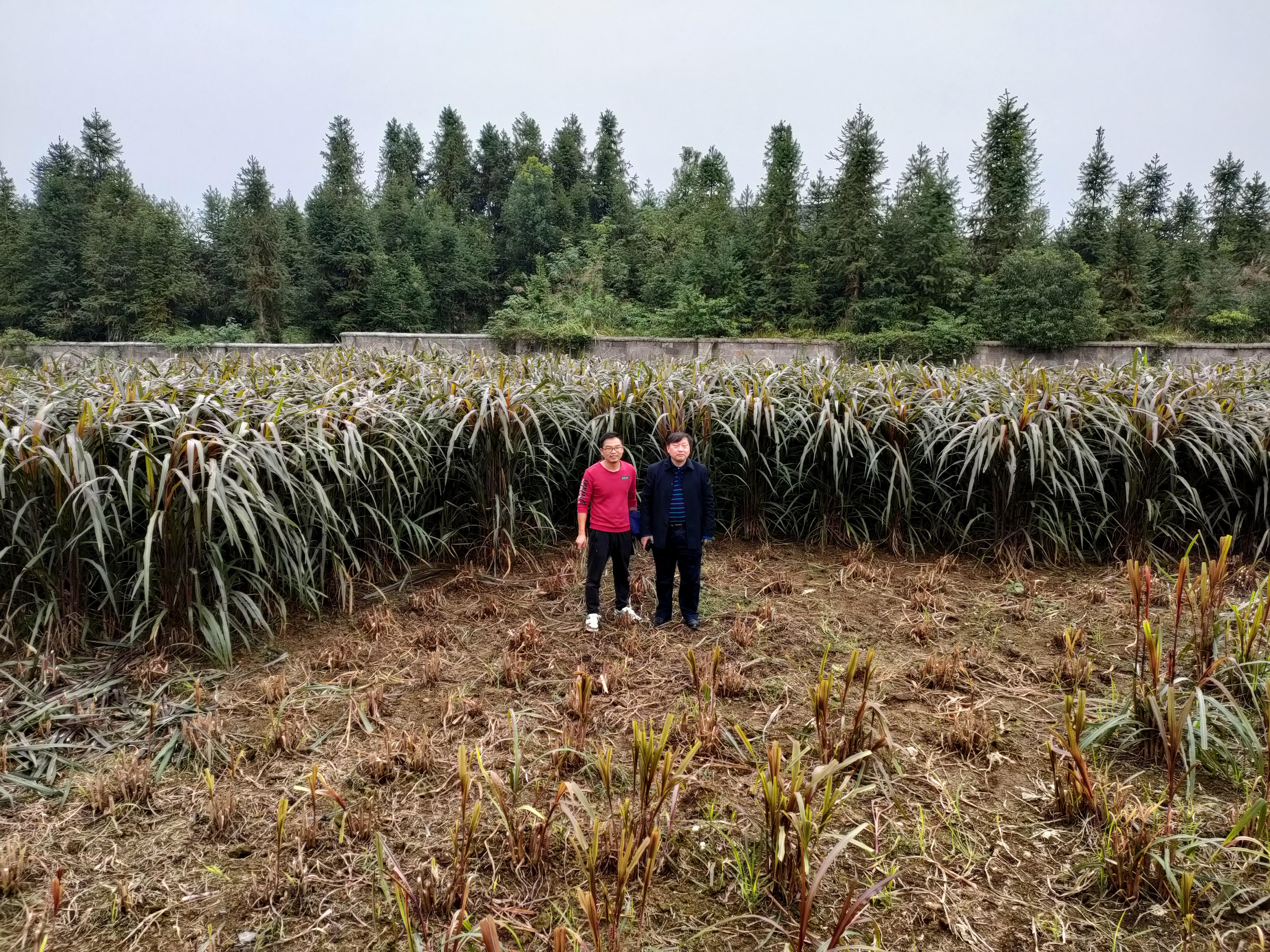 揭雨成（右）在武冈指导牧草种植与利用.jpg