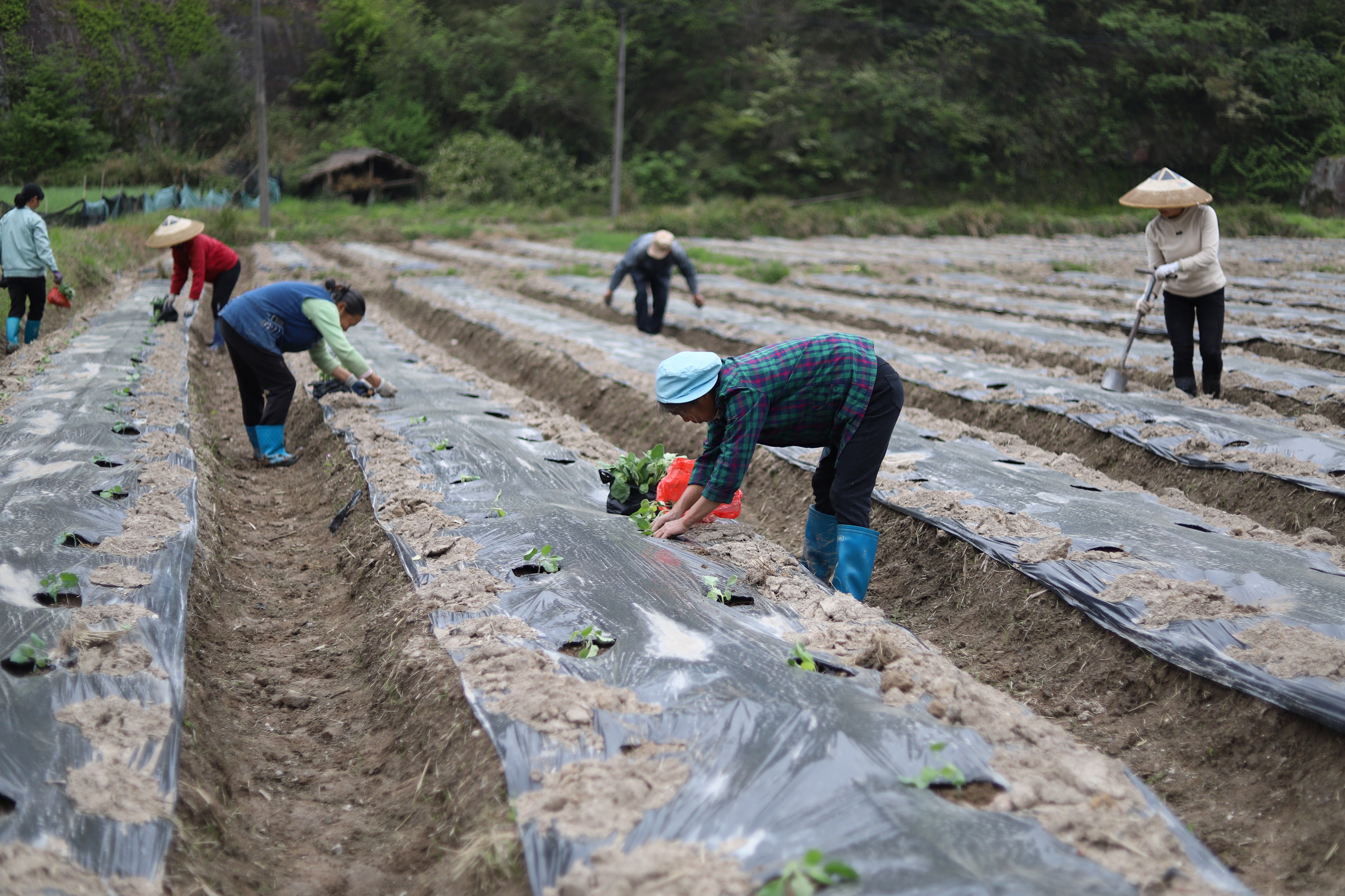1.农民在田间种植茄子。.jpg