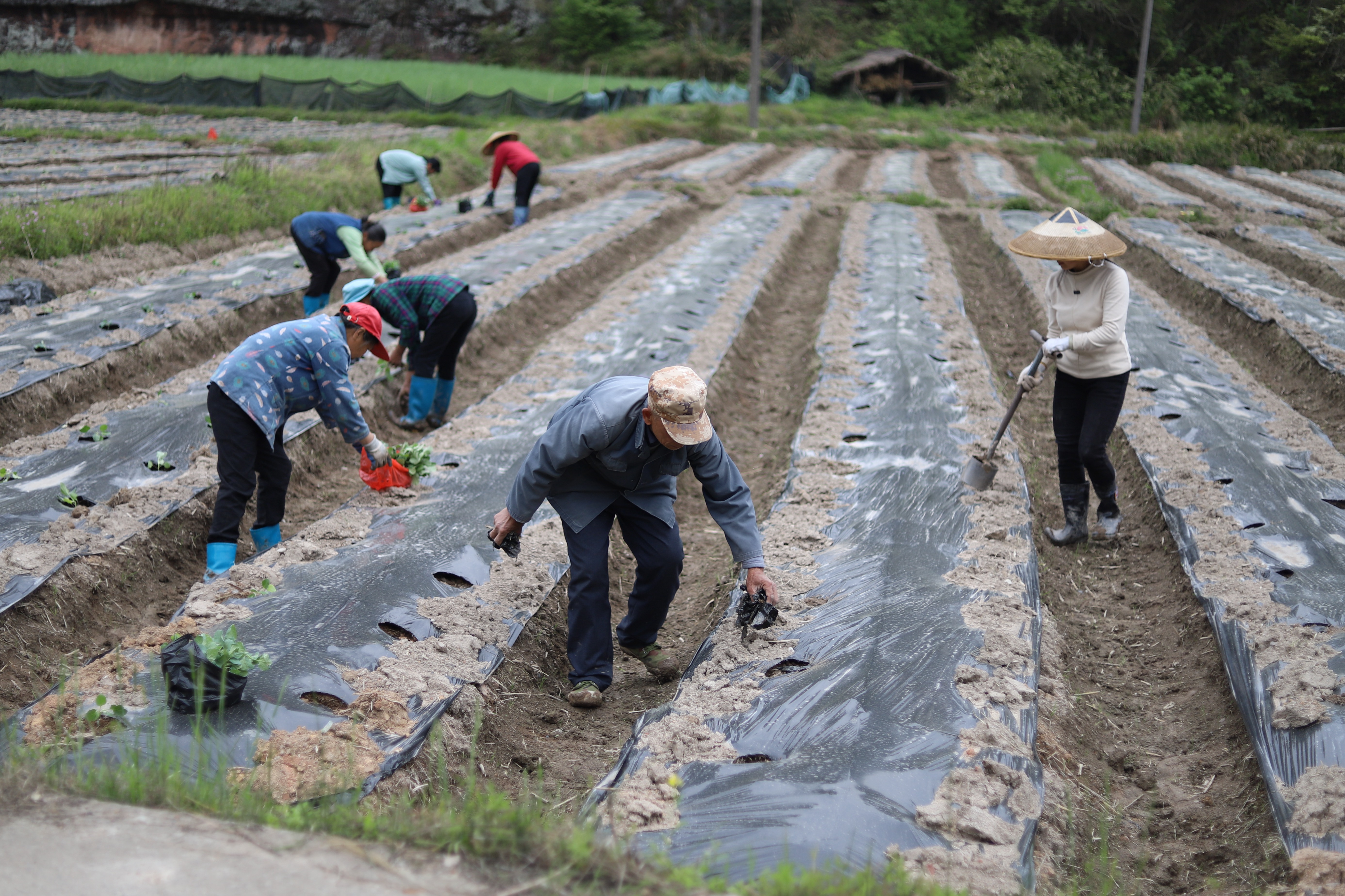 4.农民在田间种植茄子。.jpg