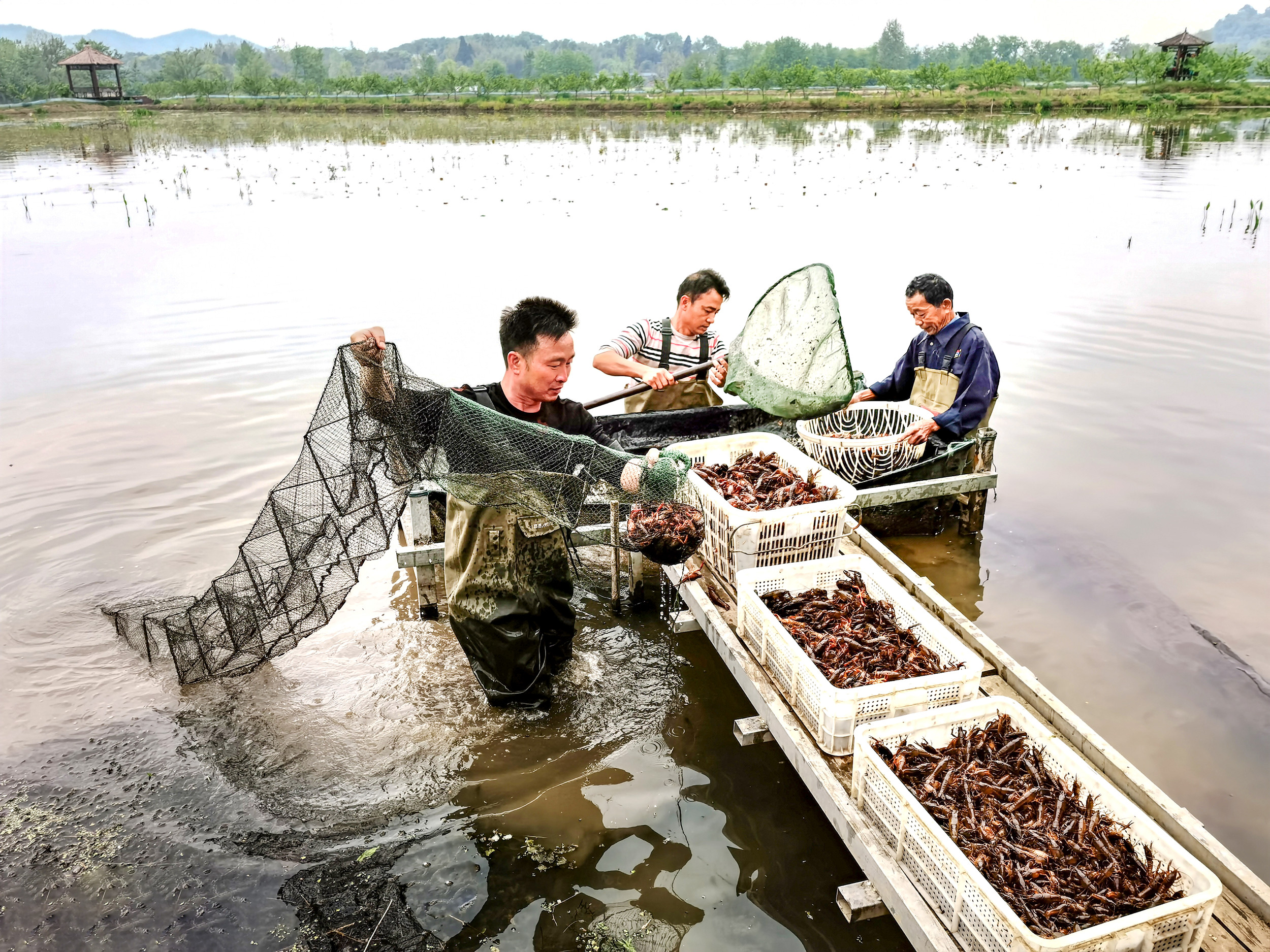 陈小华(左一) 正在抓紧时间打捞龙虾运往外地销售.jpg