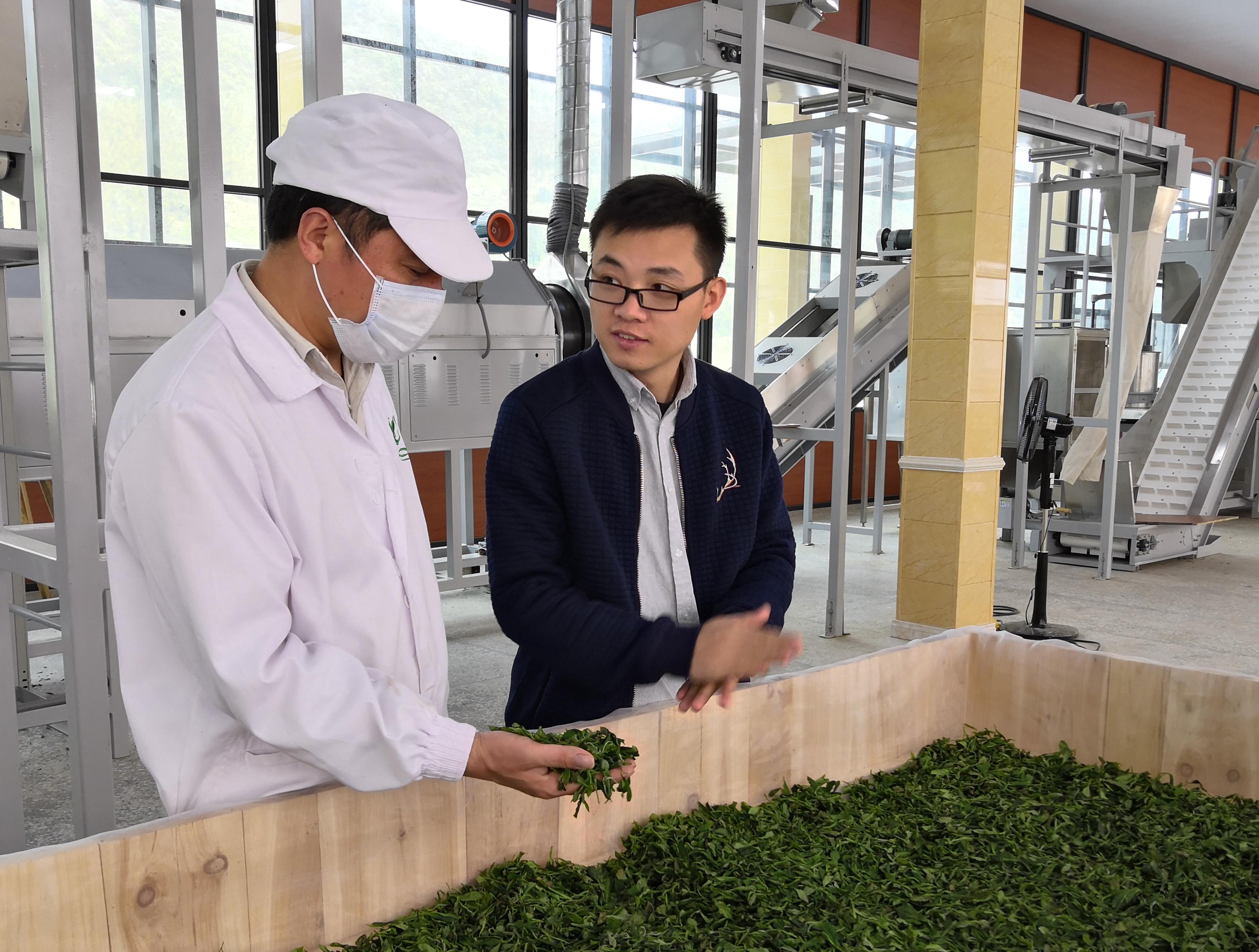 中小叶种工夫红茶喜提“国际先进”加工技术