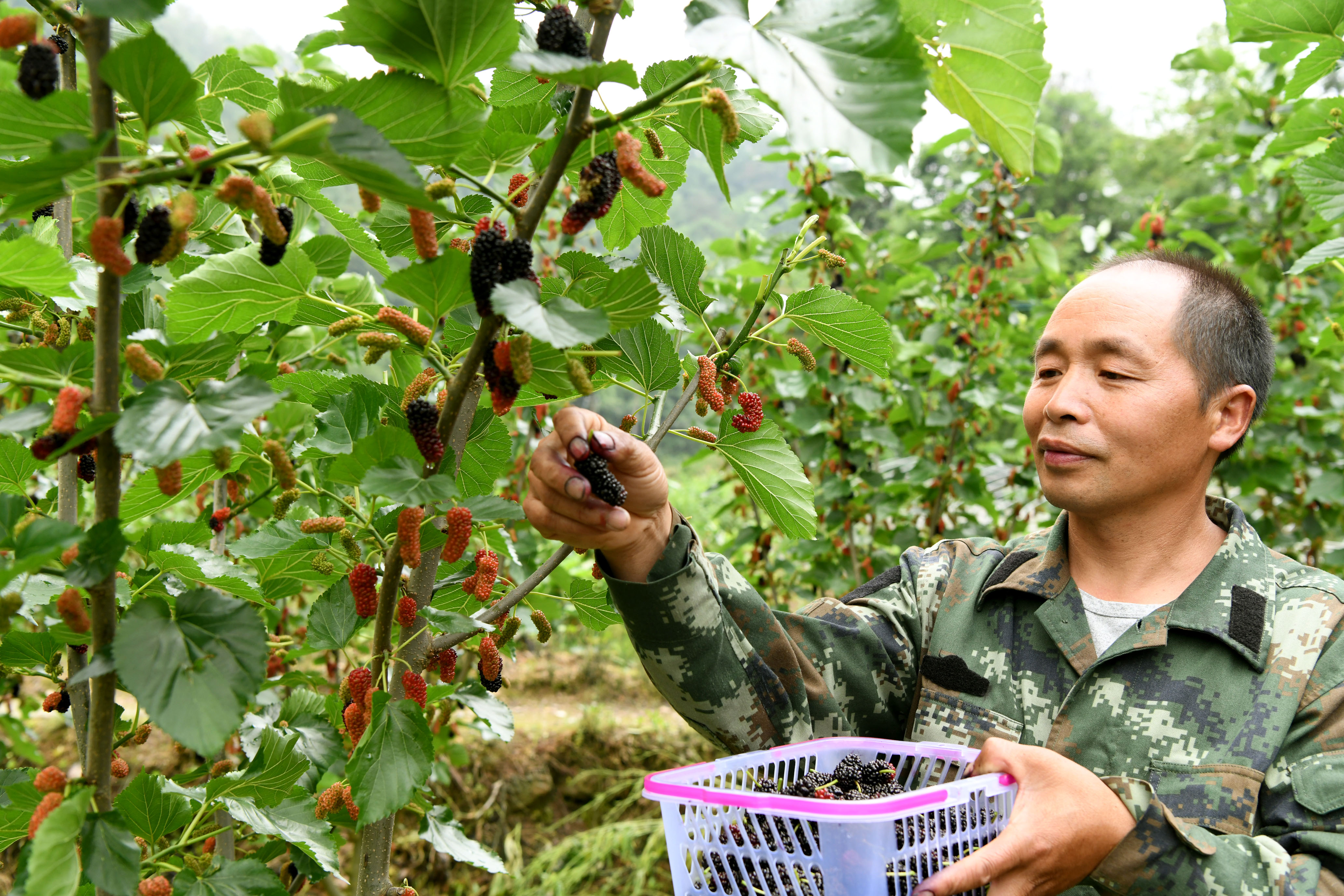 桑葚采摘正当时.jpg