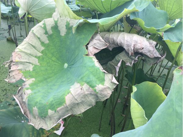 腐败病叶片显症初期（沿叶缘叶色变淡）(1).png