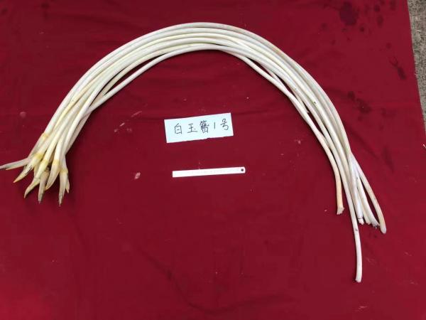 白玉簪1号(1).jpg