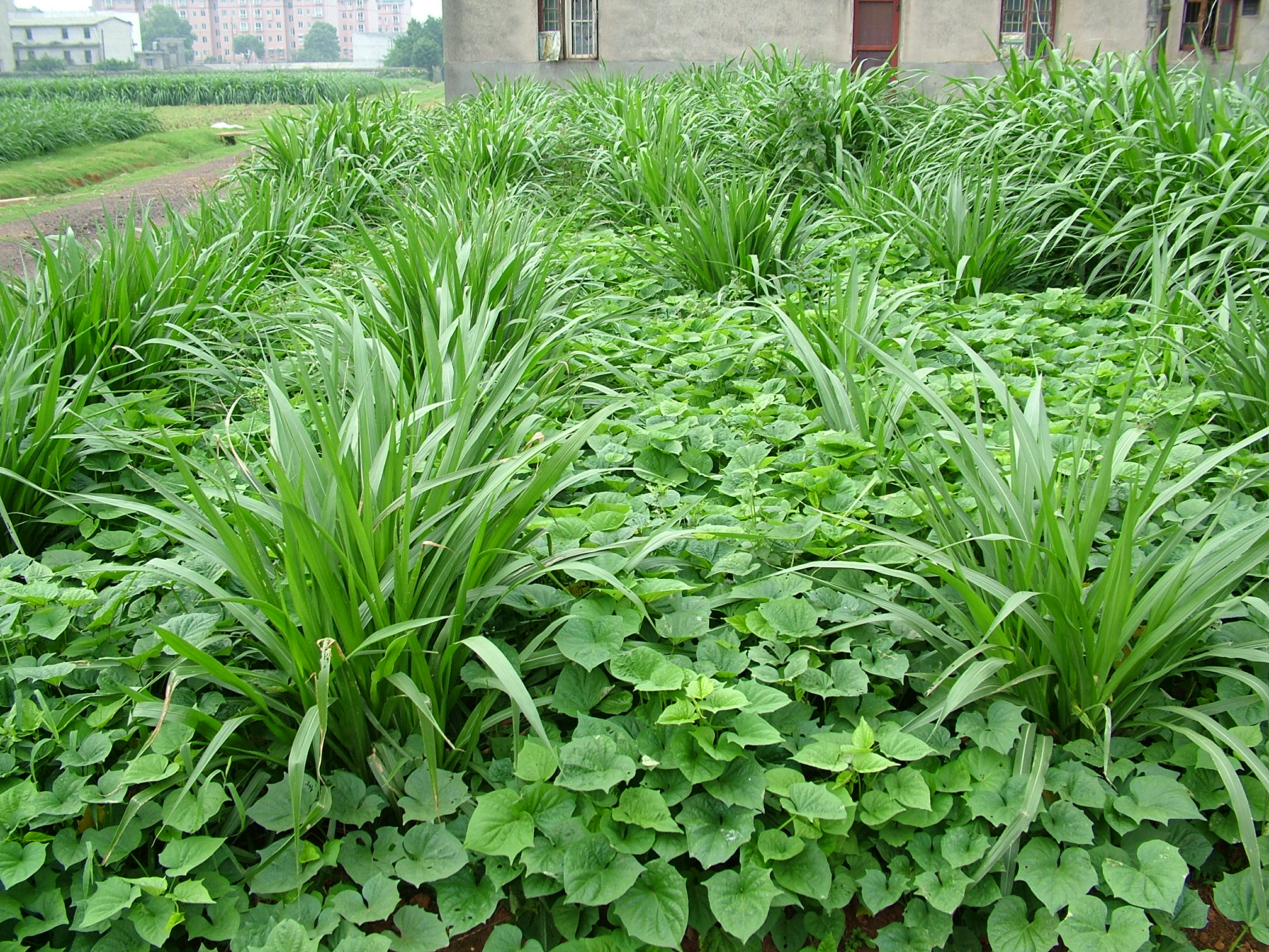 桂牧1号杂交象草套种红薯.jpg
