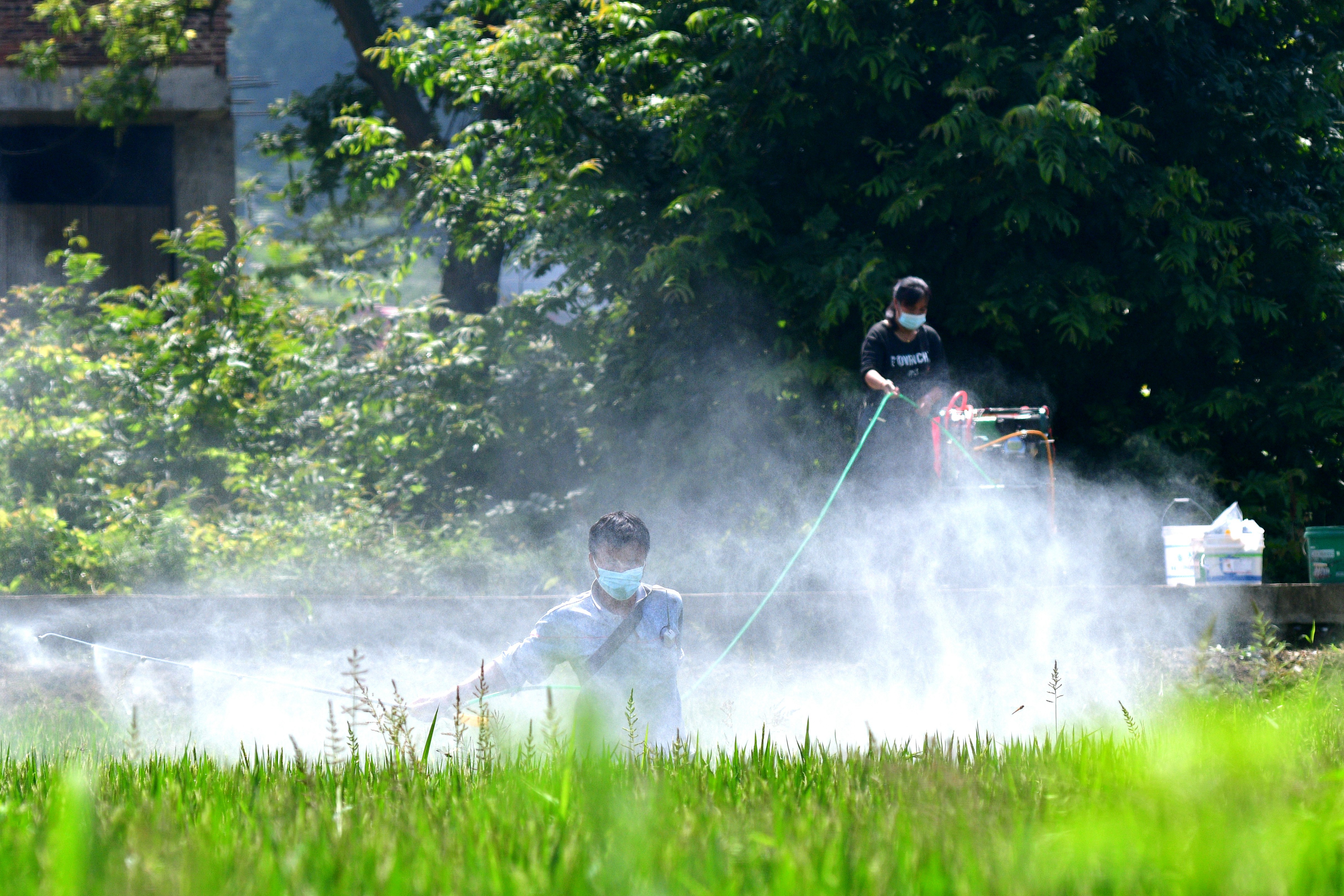 2022年6月14日，湖南省双峰县井字镇花桥村双季稻种植基地，种粮大户使用打药机进行病虫害防治作业。 (2).jpg