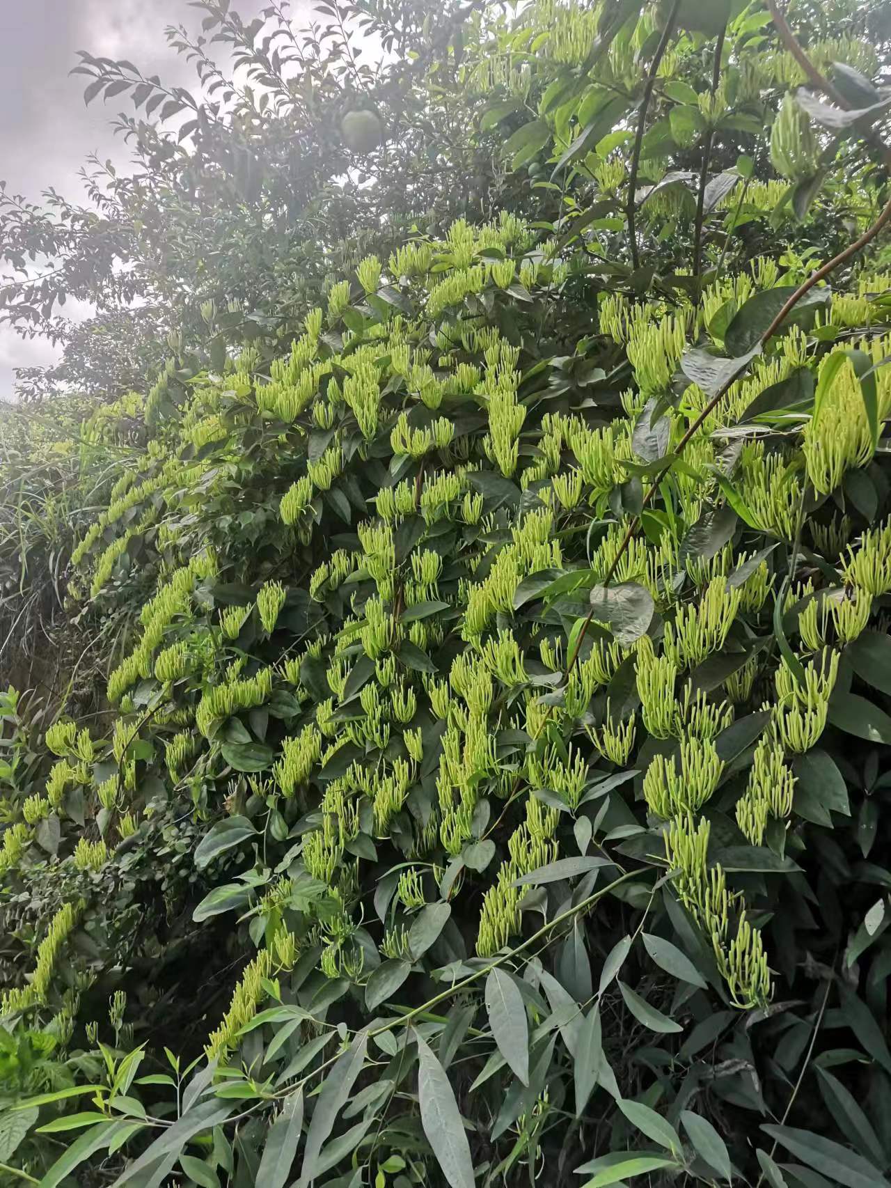微信图片_20220705094718.jpg
