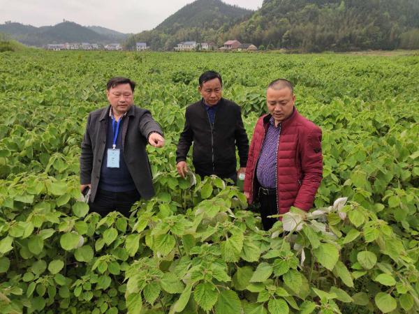 揭雨成教授（左一）在检查苎麻生长情况。(1).jpg