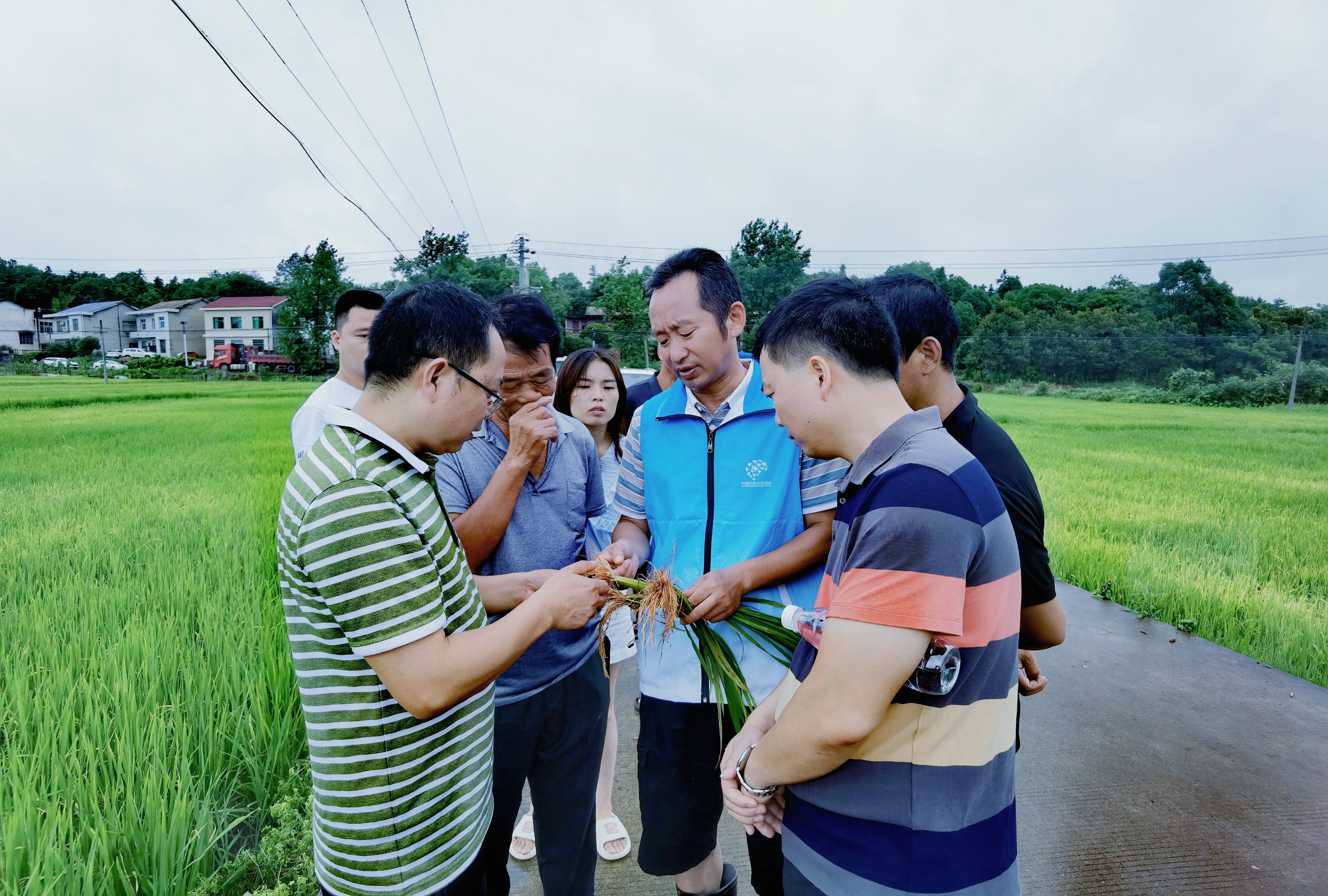 辅导村民识别病害.jpg