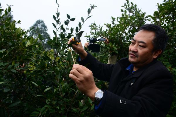 陈永忠研究员正在进行修剪培训的现场指导(1).jpg