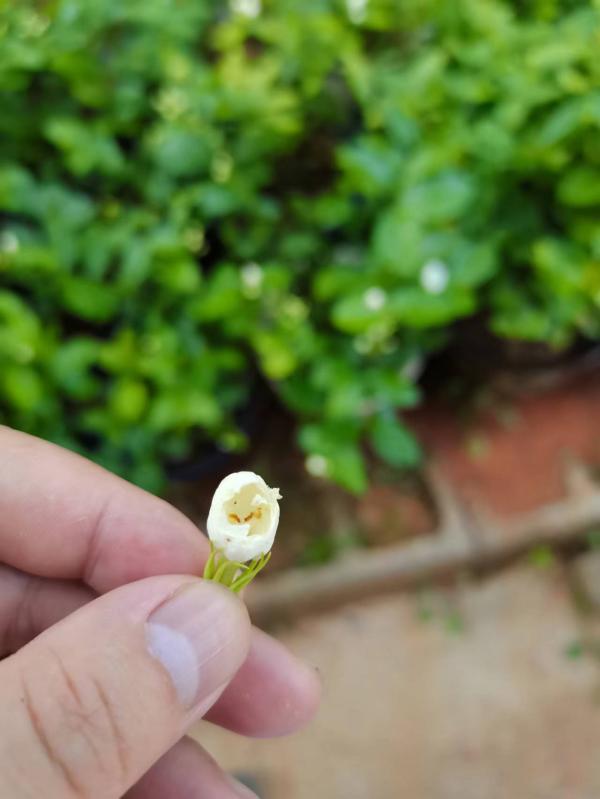 茉莉花蕾螟害虫1(1).jpg