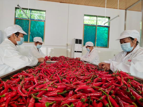 新椒上市，醴陵市岩泉生态家农业有限公司员工加紧分拣醴陵玻璃椒(1).jpg