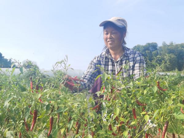 农户在采摘醴陵玻璃椒。(1).jpg