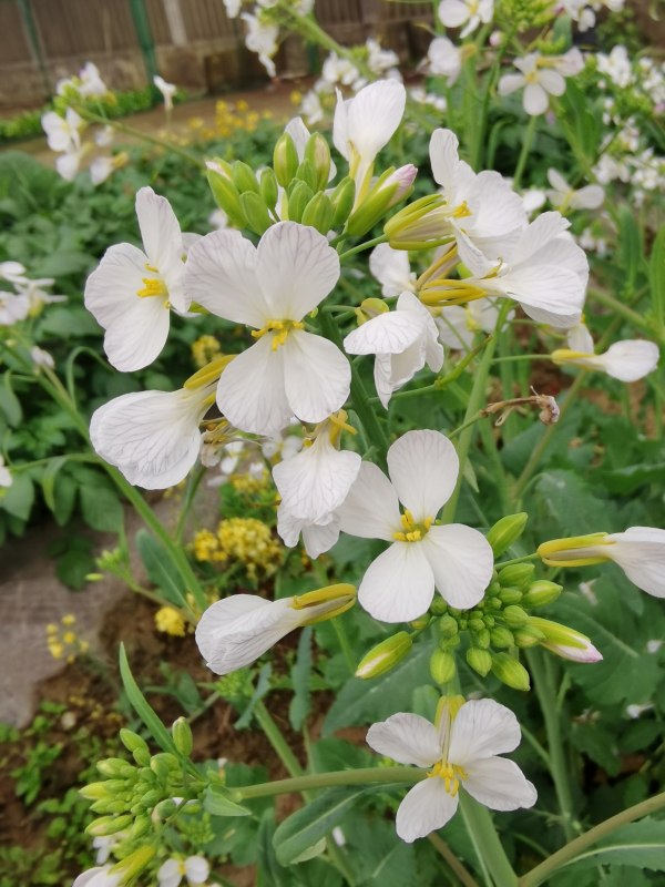 纯白花(1).png
