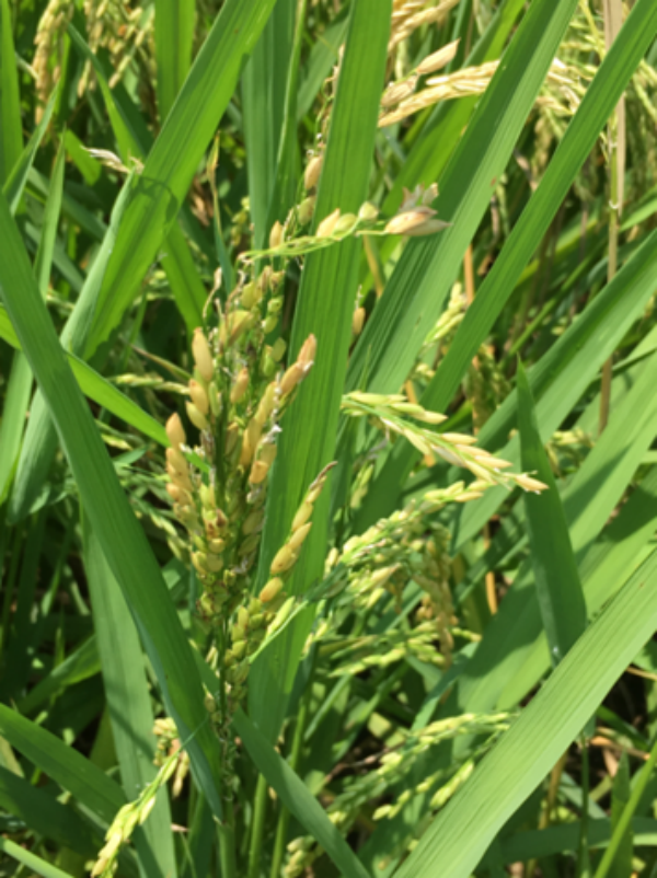 幼穗分化期稻秆潜蝇幼虫取食颖花颖壳，水稻抽穗后表现为谷粒数减少。(1).png