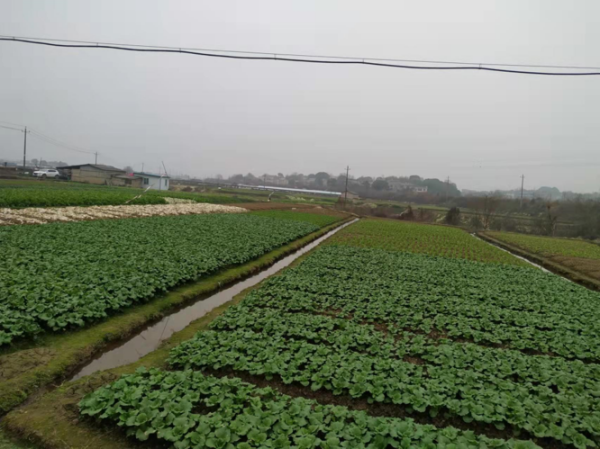 开深沟灌大水。(1).png