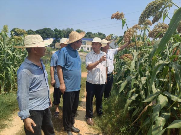 李林教授（前排左三）和谭晓明副研究员（前排左二）正在查看高粱生长情况。(1).jpg