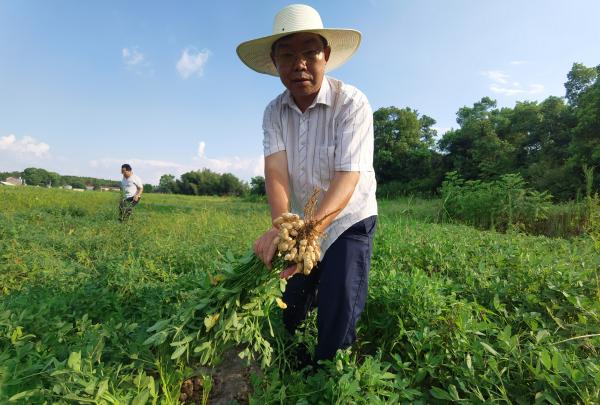 李林教授拔出花生查看结籽情况。(1).jpg