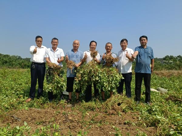 柳桥村小籽花生取得大丰收。(1).jpg