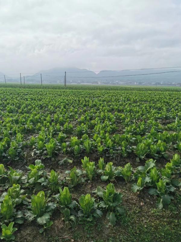 沩山印象蔬菜基地(1).jpg