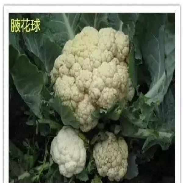 腋花球(1).png