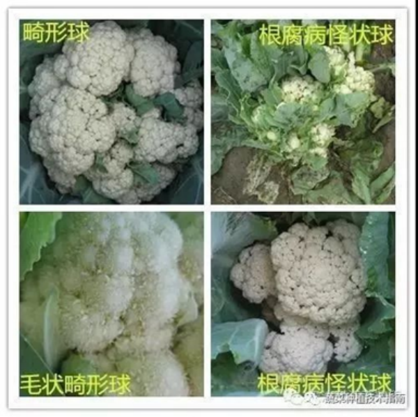 畸形球(1).png