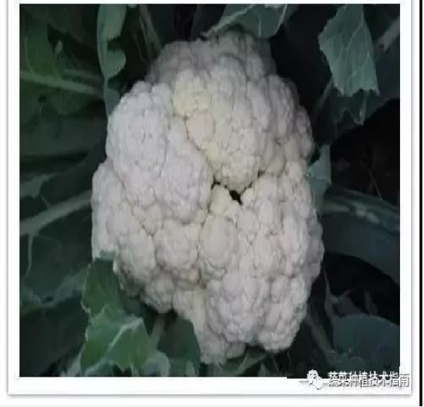 花球中心裂(1).png