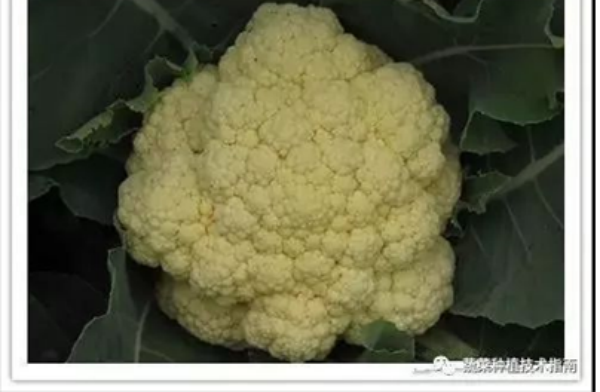 黄花球(1).png