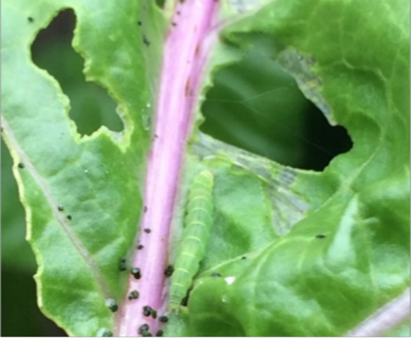 小菜蛾幼虫在危害红菜薹。(1).png
