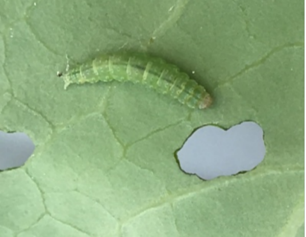 小菜蛾幼虫啃食花椰菜。(1).png