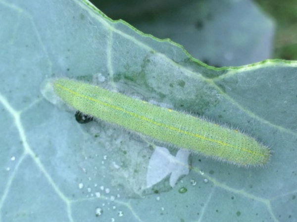 菜粉蝶幼虫危害花椰菜。(1).png