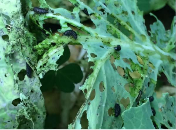 猿叶甲幼虫啃食花椰菜。(1).png