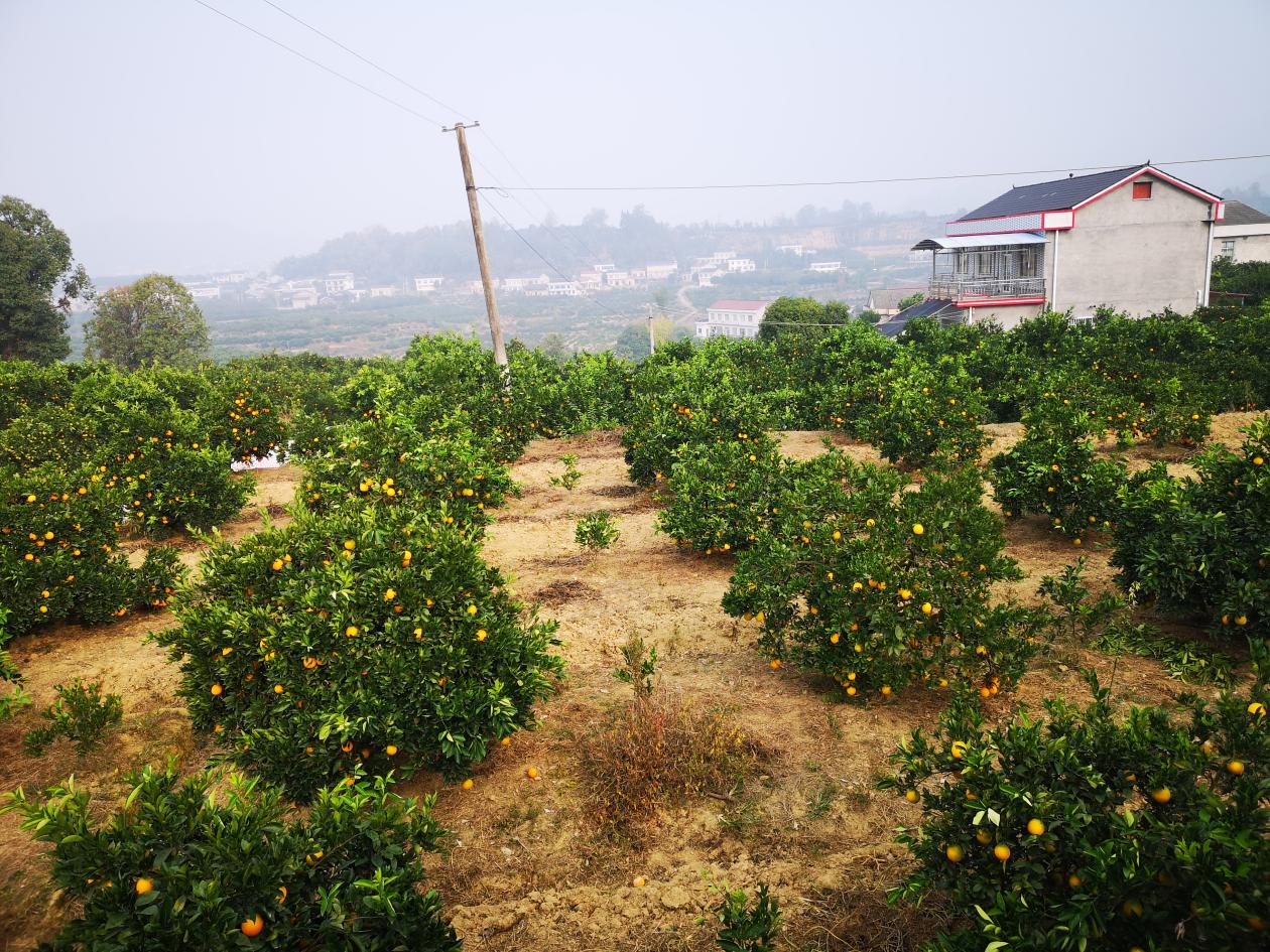 冰糖橙基地一角。.jpg