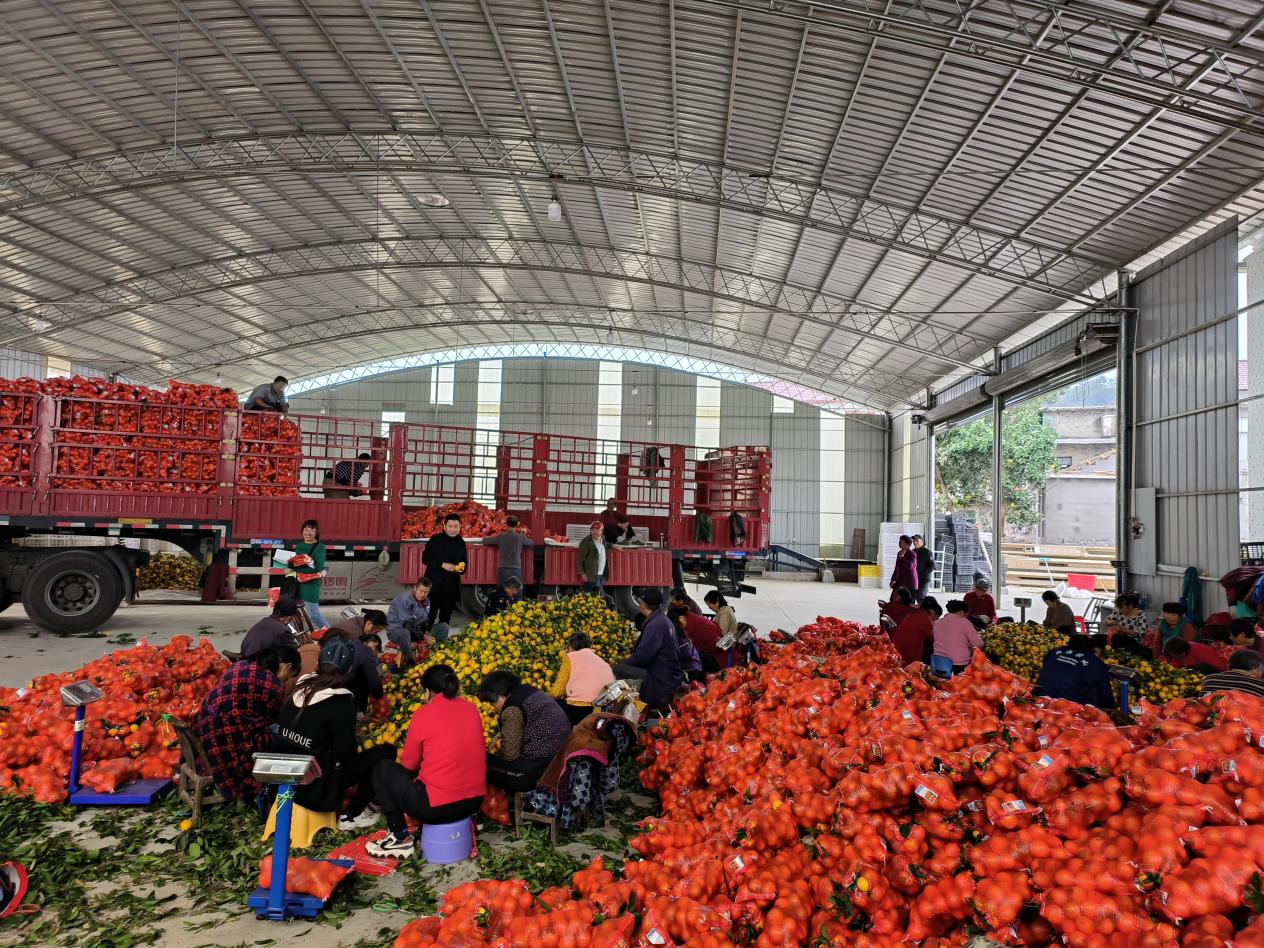 益农冰糖橙专业合作社选果、装袋场景.jpg