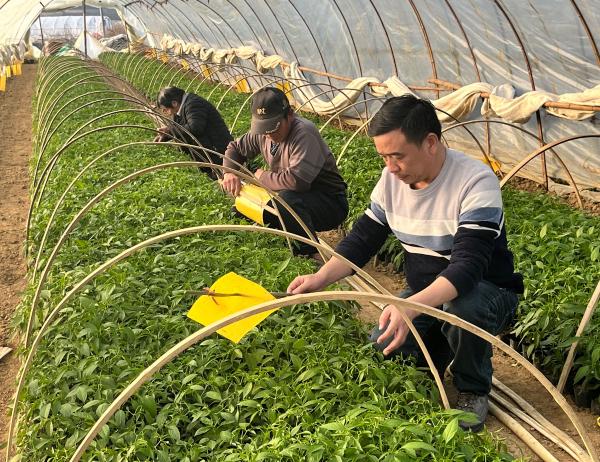 标题-1特色产业园标准化种植大棚里精心照顾辣椒幼苗(1).jpg