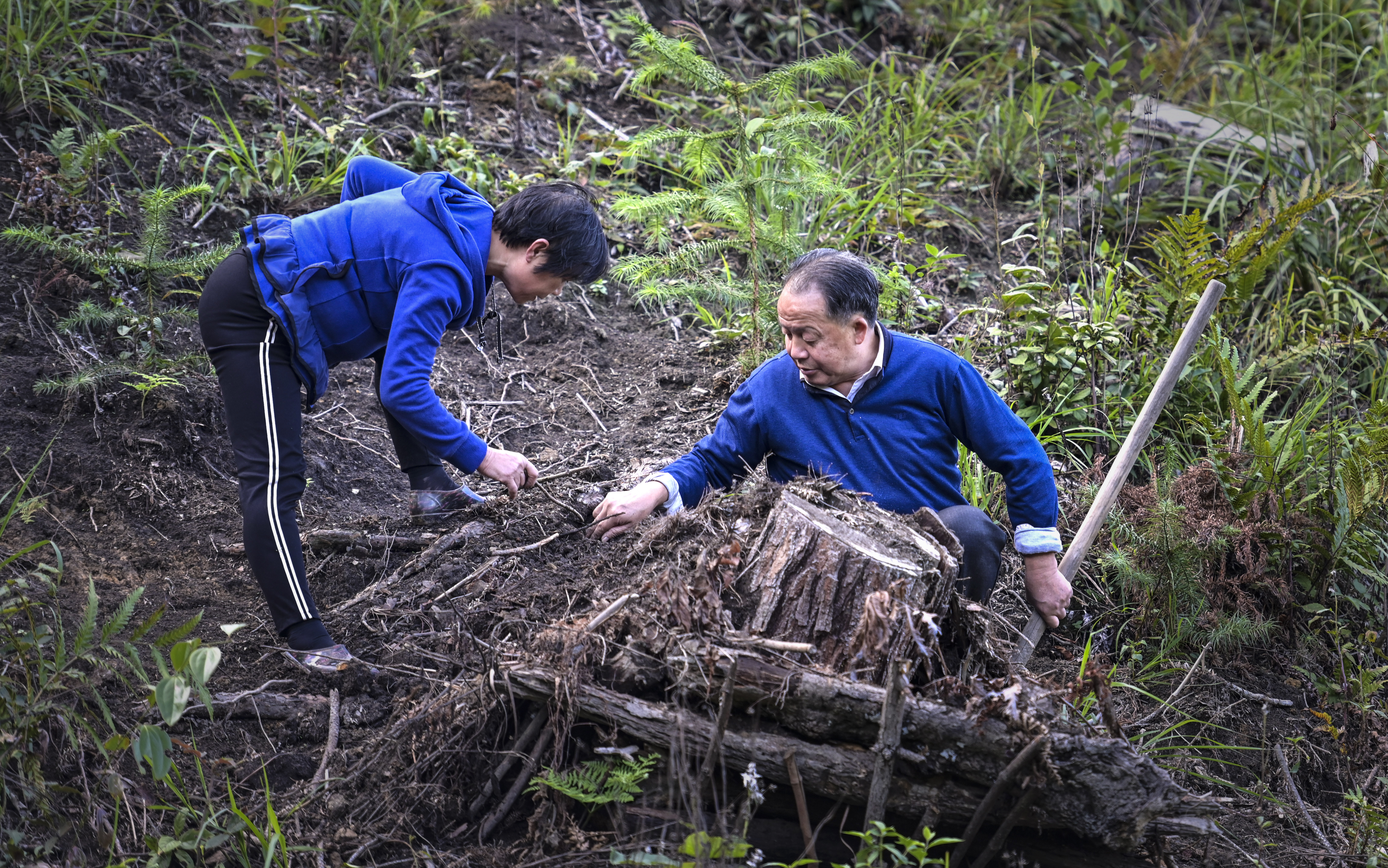 2019年10月28日，王先有在指导靖州平茶镇小岔村脱贫户吴成荣种植茯苓。  辜兴平 摄.jpg