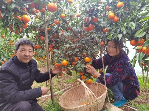 文绍兵、李清华夫妇在喜采沃柑(1).jpg
